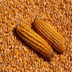 Yellow Corn