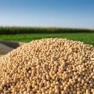 Brazilian Soybean